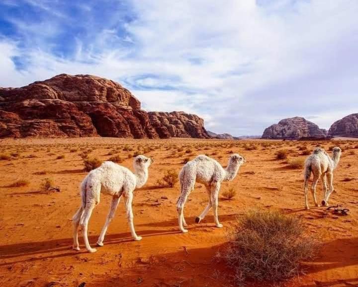Enad Desert Camp Вади Рум Екстериор снимка
