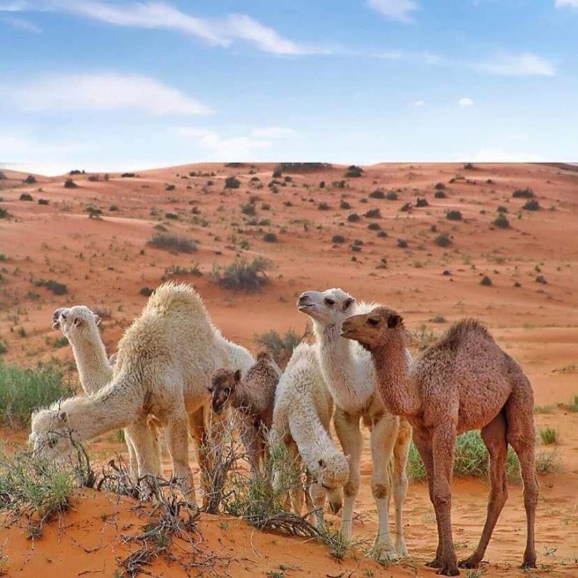 Enad Desert Camp Вади Рум Екстериор снимка